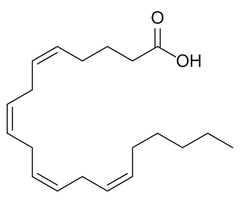 Skeletal structure of arachidonic acid, a twenty-carbon fatty acid with four double bonds and a single carboxylic acid group